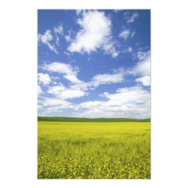 USA, Washington, Palouse Country, Blommande Fototryck (Framsidan)