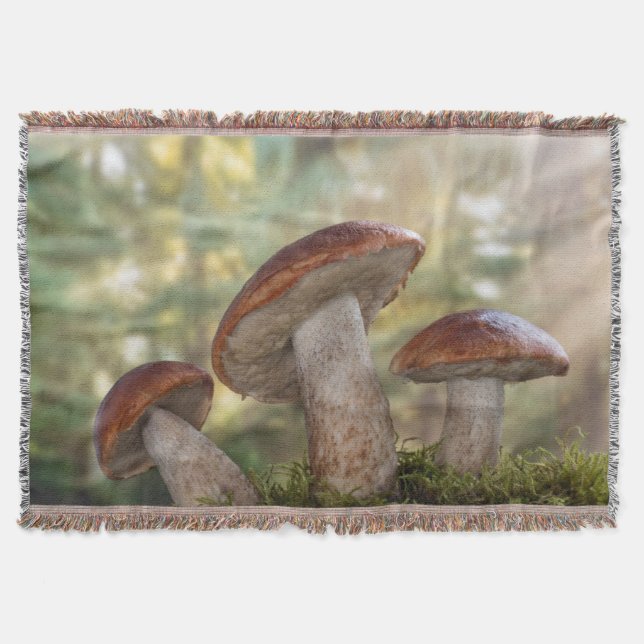 USA, Washington, Seabeck. Leccinum Insigne Filt (Framsidan)