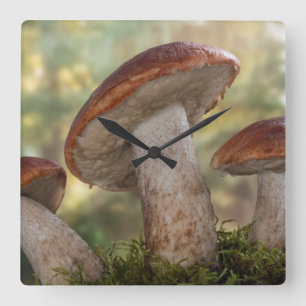 USA, Washington, Seabeck. Leccinum Insigne Fyrkantig Klocka
