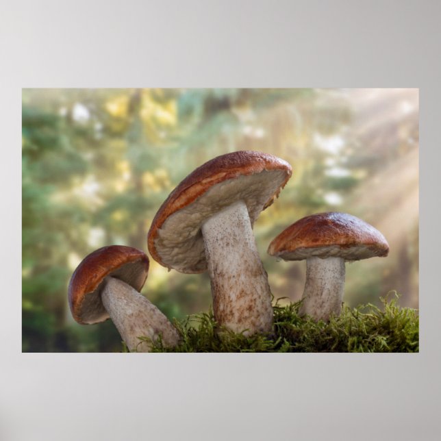USA, Washington, Seabeck. Leccinum Insigne Poster (Framsidan)