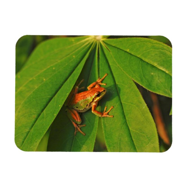 USA, Washington, Seattle, Discovery Park 2 Magnet (Horisontell)