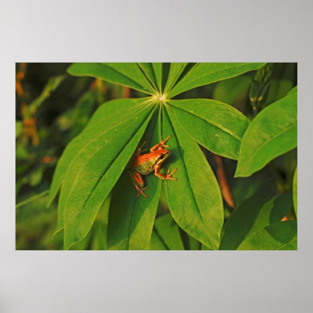 USA, Washington, Seattle, Discovery Park 2 Poster (Framsidan)