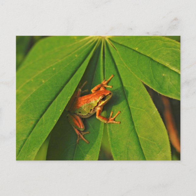 USA, Washington, Seattle, Discovery Park 2 Vykort (Framsida)