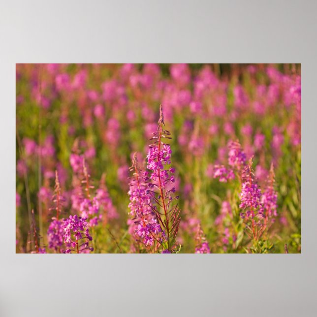 USA, Washington, Seattle, Discovery Park 3 Poster (Framsidan)