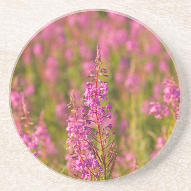 USA, Washington, Seattle, Discovery Park 3 Underlägg Sandsten (Framsidan)