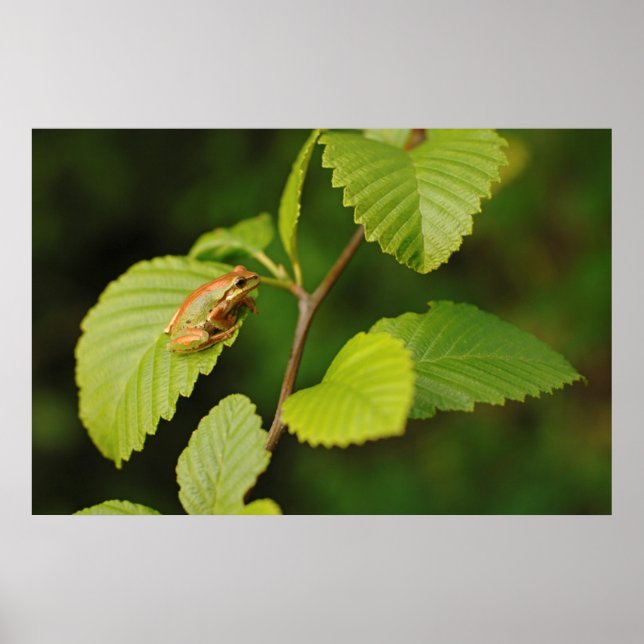 USA, Washington, Seattle, Discovery Park Poster (Framsidan)