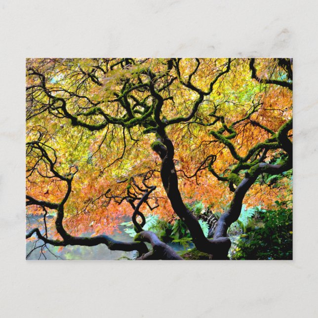 USA, Washington, Seattle, Kubota Garden. Vykort (Framsida)