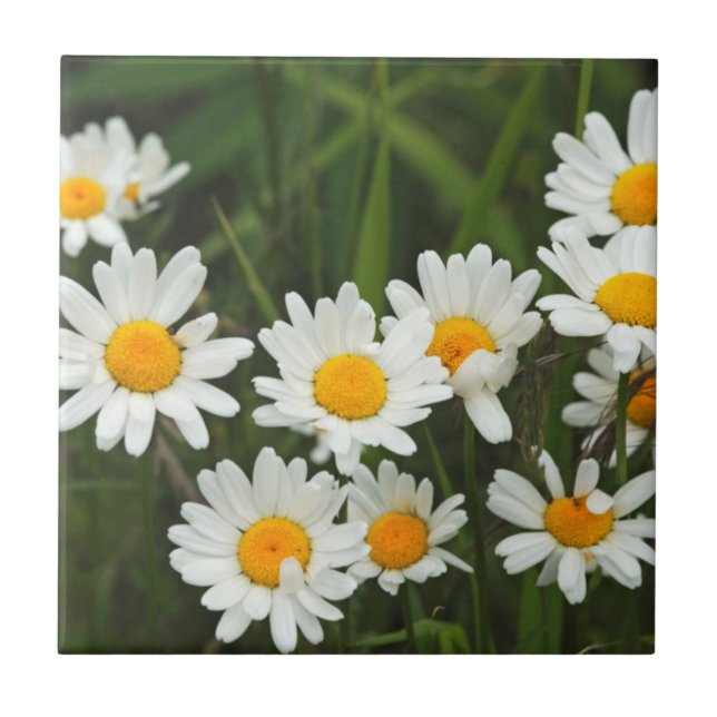 USA, Washington, Seattle, Puget Ljud 3 Kakelplatta (Framsidan)