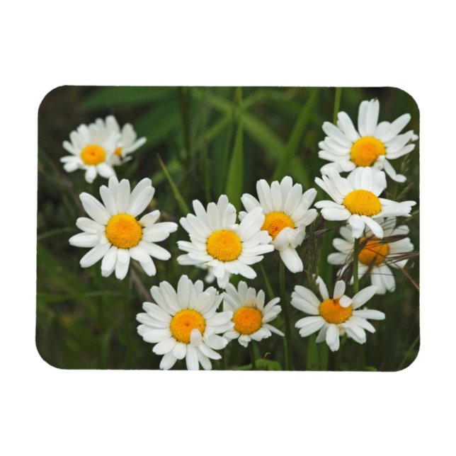 USA, Washington, Seattle, Puget Ljud 3 Magnet (Horisontell)