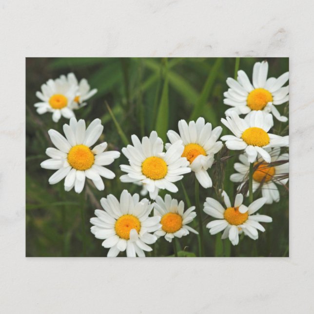 USA, Washington, Seattle, Puget Ljud 3 Vykort (Framsida)