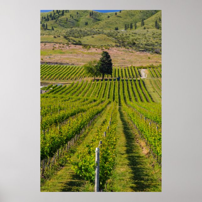 USA, Washington, Sjö Chelan. Vinodling 2 Poster (Framsidan)