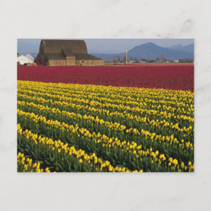 USA, Washington, Skagit Valley. Tulpanfält 2 Vykort