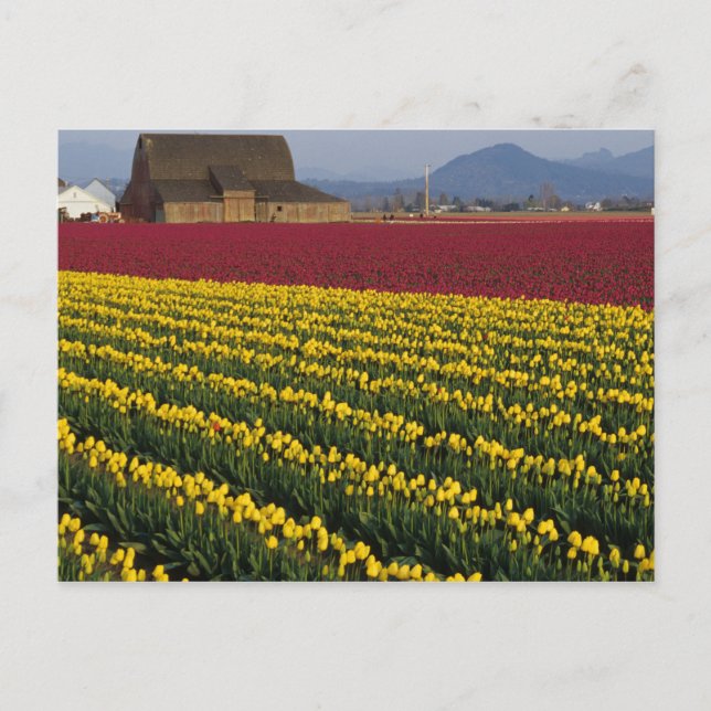 USA, Washington, Skagit Valley. Tulpanfält 2 Vykort (Framsida)