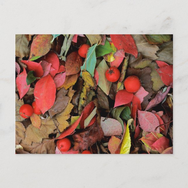 USA, Washington, Spokane Co., Hawthorn Lövs Vykort (Framsida)