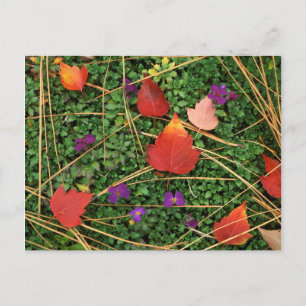 USA, Washington, Spokane County, Hawthorn Leaves 3 Vykort