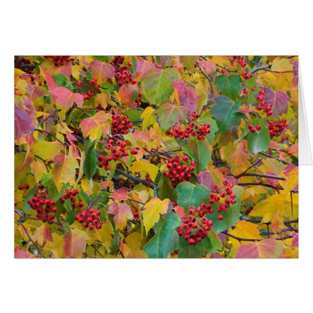 USA, Washington, Spokane County, Hawthorn Lövs 2 Hälsningskort (Framsidan Horizontal)