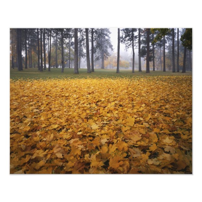 USA, Washington, Spokane, Manito Park, Höst Fototryck (Framsidan)