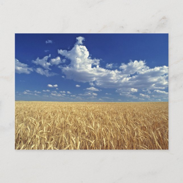 USA, Washington State, Colfax. Moget vete Vykort (Framsida)