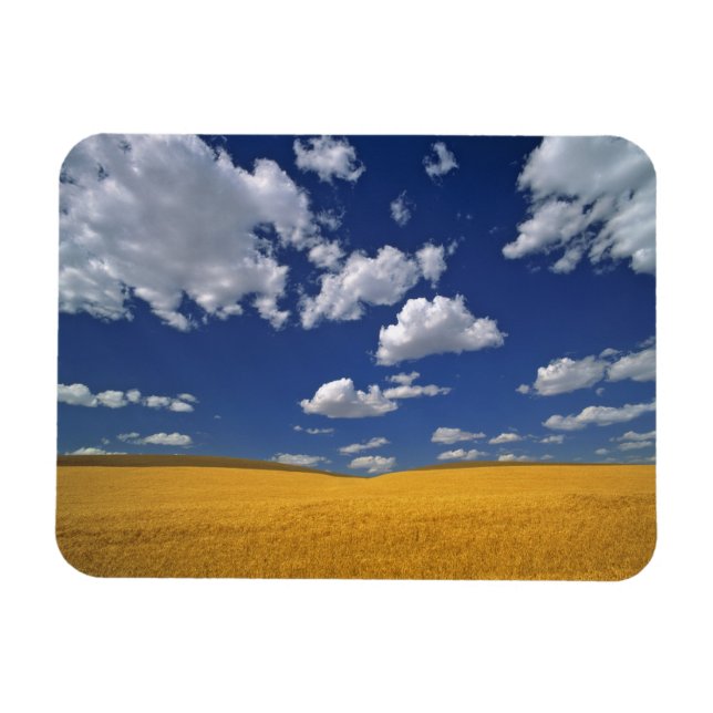 USA, Washington State, Colfax. Rena korn uppfyller Magnet (Horisontell)