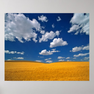 USA, Washington State, Colfax. Rena korn uppfyller Poster