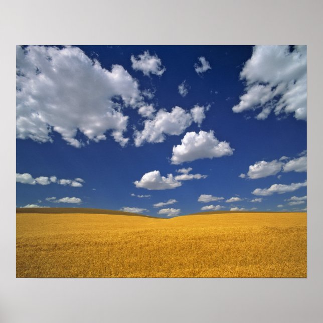 USA, Washington State, Colfax. Rena korn uppfyller Poster (Framsidan)