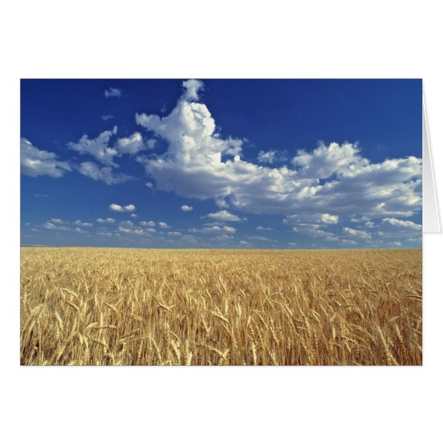 USA, Washington State, Colfax. Riksvete Hälsningskort (Framsidan Horizontal)