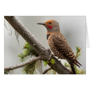 USA, Washington State. Hane Northern Flicker 2 Hälsningskort
