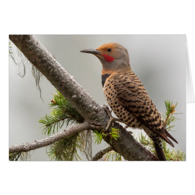 USA, Washington State. Hane Northern Flicker 2 Hälsningskort (Framsidan Horizontal)