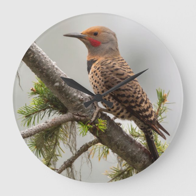 USA, Washington State. Hane Northern Flicker 2 Stor Klocka (Framsida)