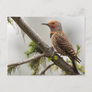 USA, Washington State. Hane Northern Flicker 2 Vykort