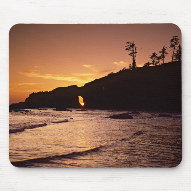 USA, Washington State, Olympic National Park. 2 Musmatta (Framsidan)