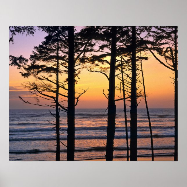 USA, Washington State, Olympic NP. känslig Poster (Framsidan)