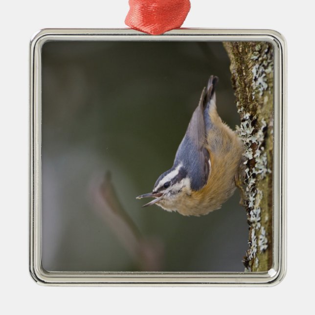 USA, Washington State, Red-brested Nuthatch Julgransprydnad Metall (Framsidan)