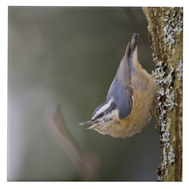 USA, Washington State, Red-brested Nuthatch Kakelplatta (Framsidan)