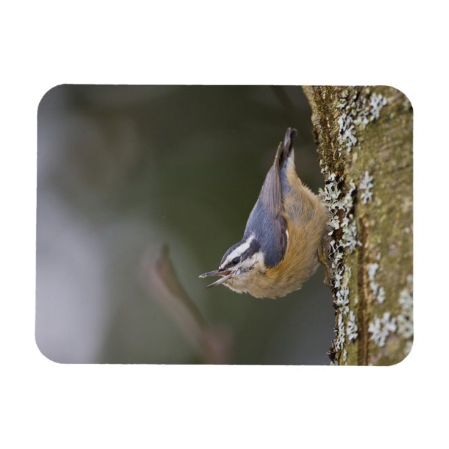 USA, Washington State, Red-brested Nuthatch Magnet (Horisontell)