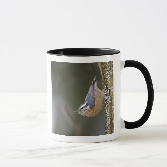 USA, Washington State, Red-brested Nuthatch Mugg (Höger)