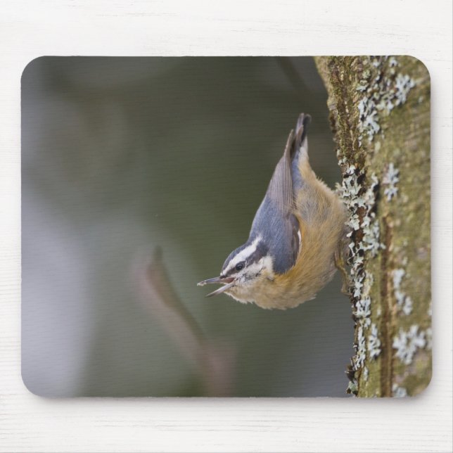 USA, Washington State, Red-brested Nuthatch Musmatta (Framsidan)
