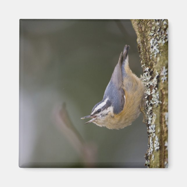 USA, Washington State, Rödbröstad nötväcka, Magnet (Framsidan)