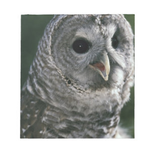 USA, Washington State. Strimmig uggla (Strix varia Anteckningsblock
