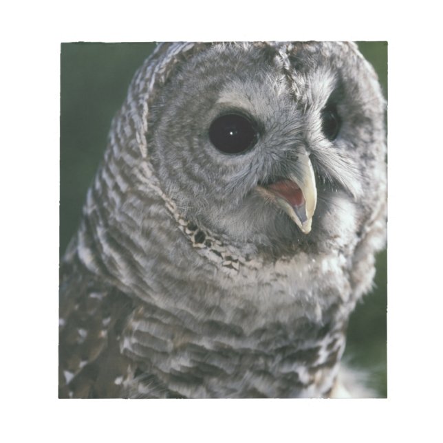 USA, Washington State. Strimmig uggla (Strix varia Anteckningsblock (Framsida)