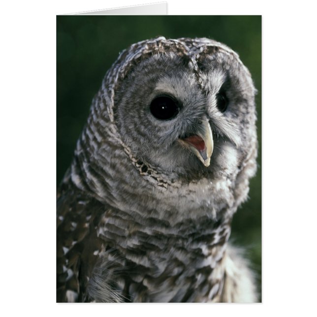 USA, Washington State. Strimmig uggla (Strix varia Hälsningskort (Framsidan)