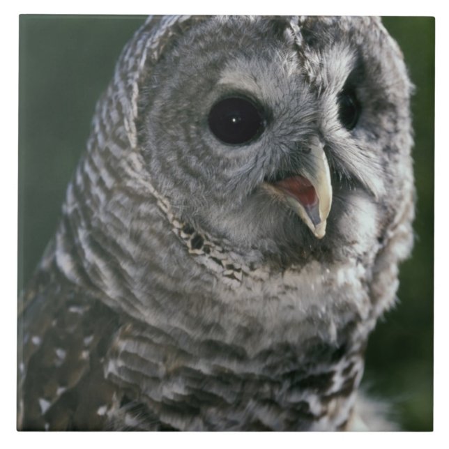 USA, Washington State. Strimmig uggla (Strix varia Kakelplatta (Framsidan)