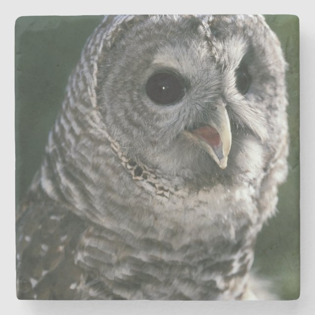 USA, Washington State. Strimmig uggla (Strix varia Underlägg Sten (Framsidan)