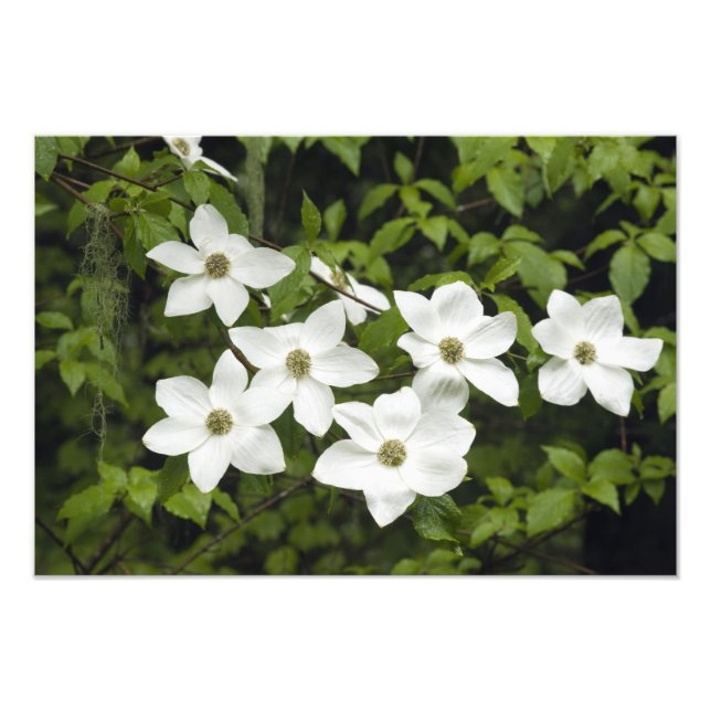USA, Washington, Stillahavsdogwood, Cornus Fototryck (Framsidan)