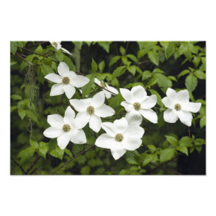 USA, Washington, Stillandsblomsterkörsbär, Cornus Fototryck