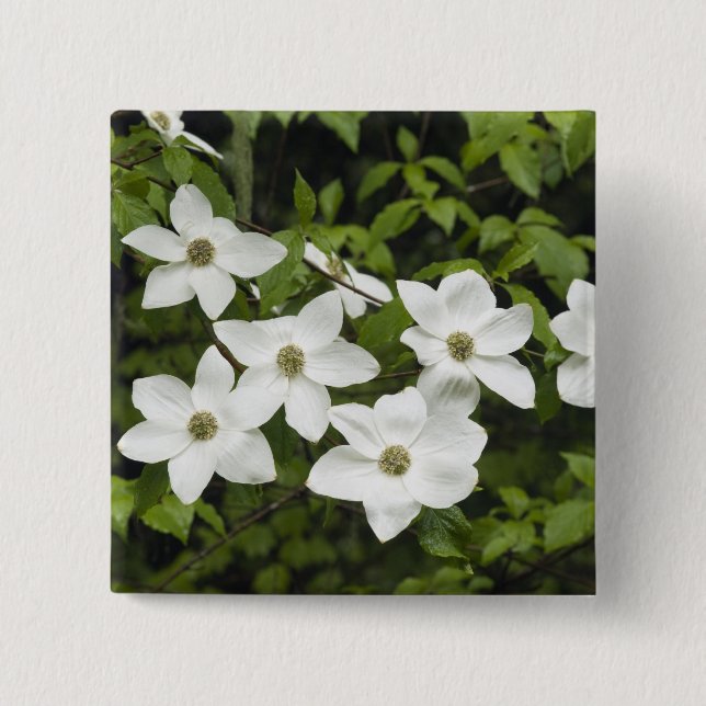 USA, Washington, Stillandskörsbär, Cornus Knapp (Framsida)