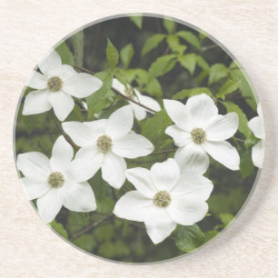 USA, Washington, Stillandskörsbär, Cornus Underlägg Sandsten