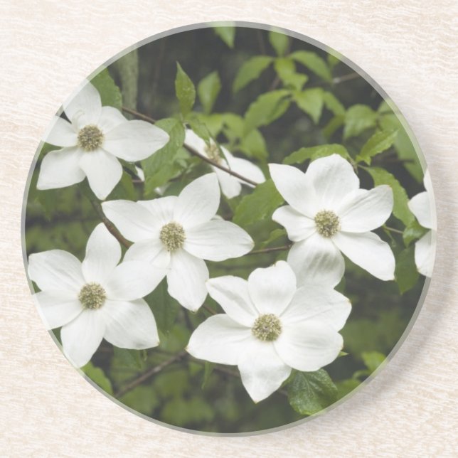 USA, Washington, Stillandskörsbär, Cornus Underlägg Sandsten (Framsidan)