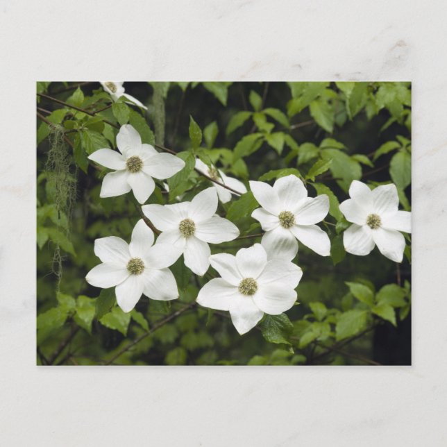 USA, Washington, Stillandskörsbär, Cornus Vykort (Framsida)