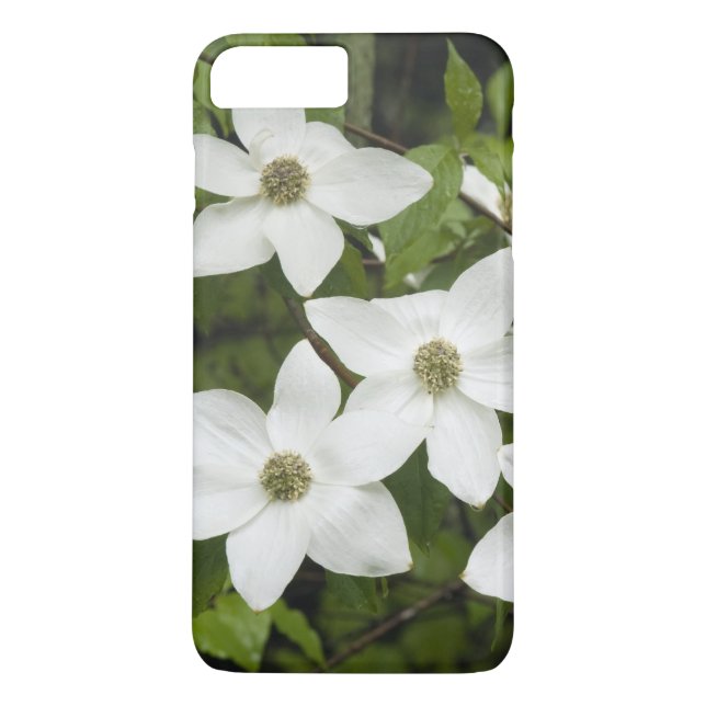 USA, Washington, Stillingskap Dogwood, Cornus Case-Mate iPhone Skal (Baksida)